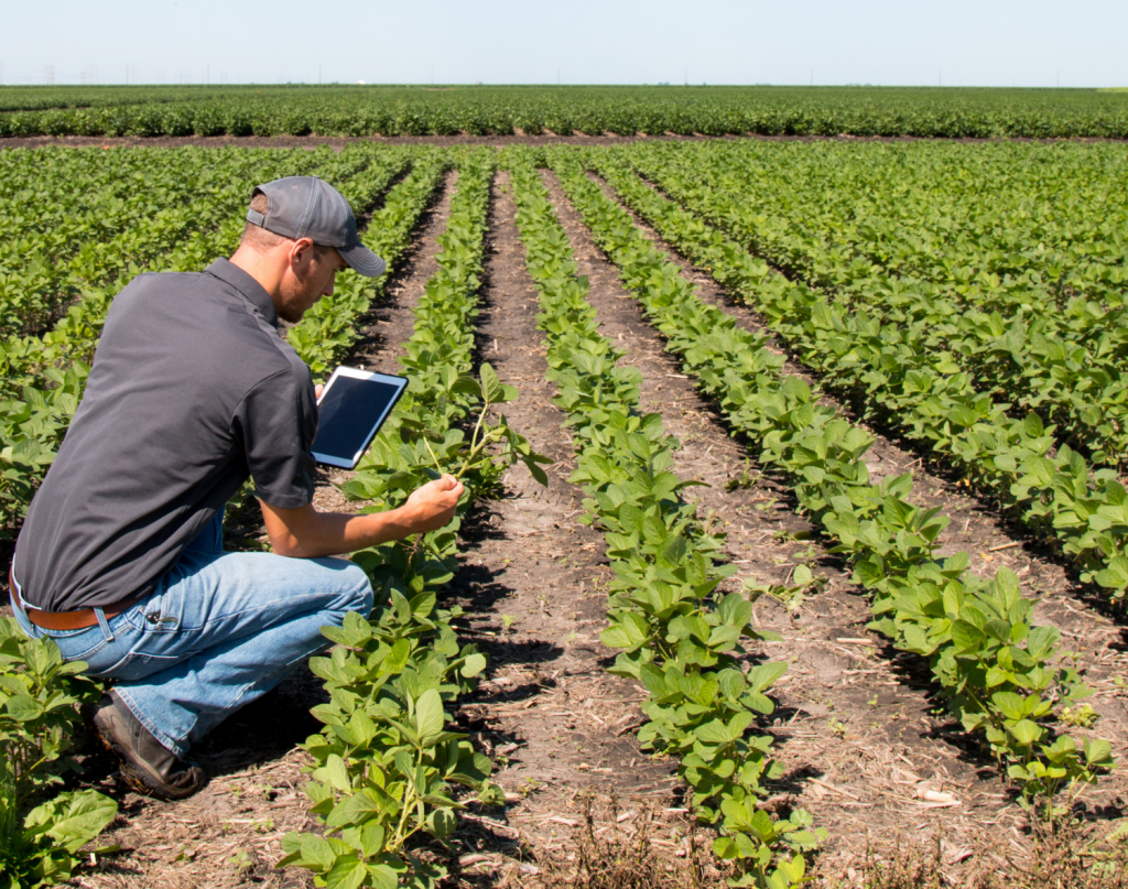 Farmer assessing large crop field