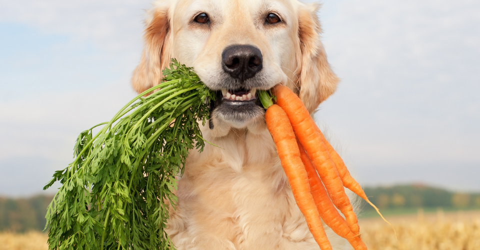 dog and vegetable