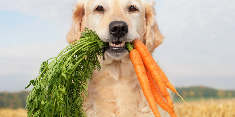 dog and vegetable