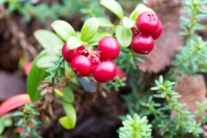 Choosing the Right Cranberry Powder Manufacturers for Your Business Success