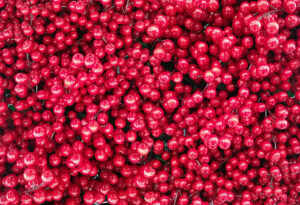 Sourcing Cranberry Powder: Tips and Best Practices for Businesses
