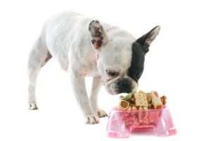 Why Non-GMO Fruit Powder Additives Are Essential for Producing Healthy Pet Foods