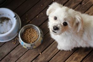 Unlocking Nutrition: Bulk Fruit Powder Solutions for Pet Food Manufacturers