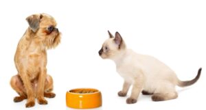 Mastering Pet Food Comparisons: A Business Guide to Quality Choices