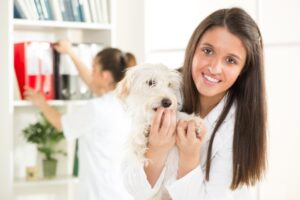 Economical Pet Health Solutions: The Power of Organic and Natural Ingredients