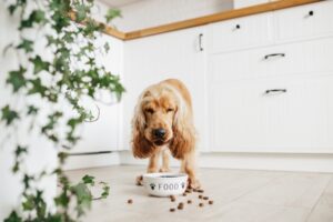 Affordable Premium Pet Food: Balancing Quality and Cost