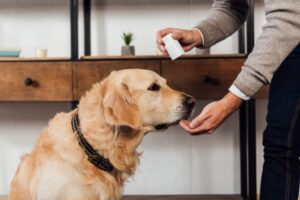 Value Pet Supplements: Enhancing Pet Health without Breaking the Bank